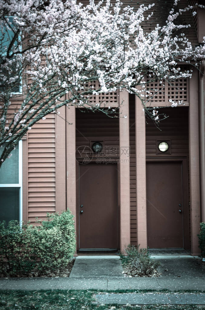 春天樱花盛开的美国华盛顿州西雅图郊区典型联排别墅的模糊抽象门口入复式房屋的五颜六色的红色壁板与盛开图片