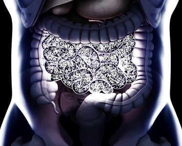 体内的不耐烦在小肠子里表现出直肠细背景图片