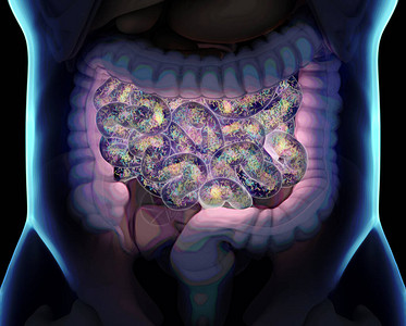 体内的不耐烦在小肠子里表现出直肠细图片