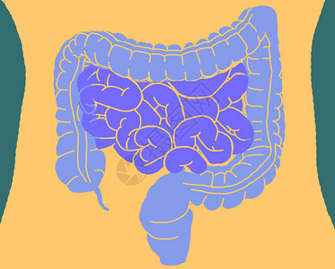 体内的不耐烦在小肠子里表现出直肠细背景图片