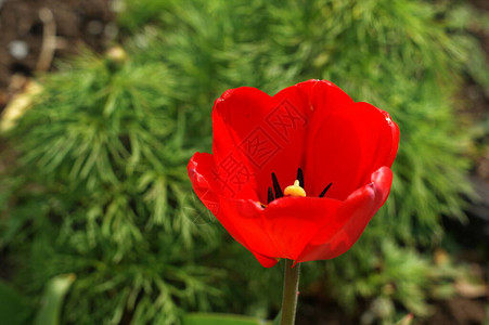 红色郁金核抽象植物背景花瓣上露珠滴露春时自图片