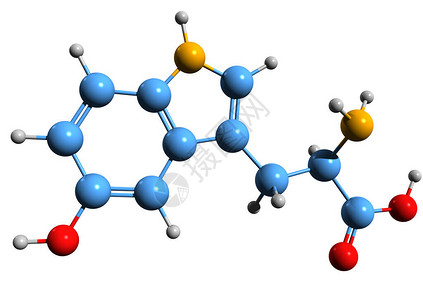 氨基羟尿环5羟基色氨酸骨架式的3D图像在白色背景下分离的5htp的设计图片
