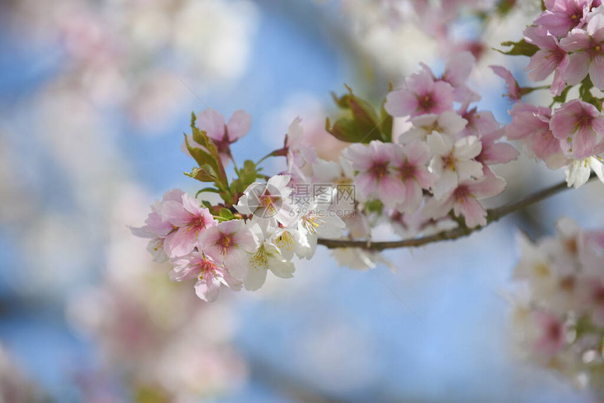 抽象自然中一棵树上的粉红色和白色花朵瓣图片