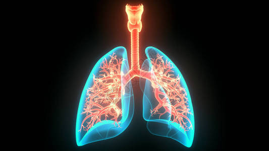 人体呼吸系统图片