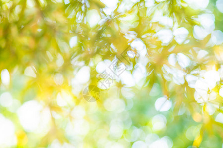 抽象模糊的绿色树叶林有太阳图片