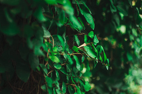 创意热带树叶的抽象背景来自炎热的绿叶布局自然纯度图片
