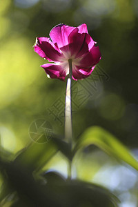 爱心散景美丽的郁金香花在抽象的各种bokeh模式背景传插画