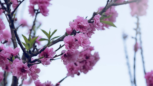 美丽的花卉樱花春天的自然抽象背景樱花背景樱花复活节贺图片
