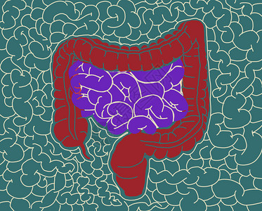 肠道解剖学肠道的插图插图背景图片