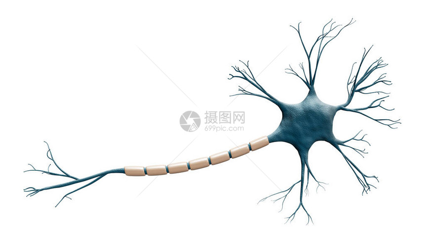 在具有复制空间的白色背景上隔离的通用蓝色神经元细胞模型科学神经科学生物学微生物学神经学3图片