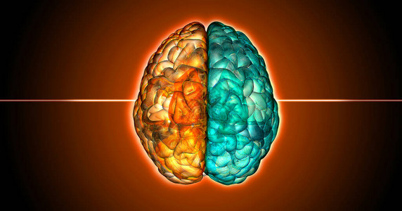 显示人类大脑X射线顶部视图的蓝色和粉红色调子半球图片