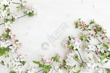 白木背景的苹果花框架图片