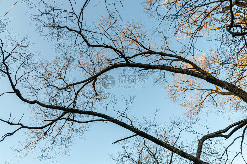 与蓝天的树枝的抽象背景图片