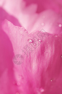 粉红花瓣上的一个小马的水滴明亮美丽的详细宏观照片抽象的图片
