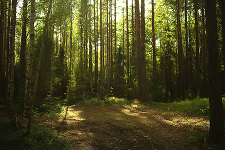 隐形森林中的阳光抽象的地貌景观夏日森林美图片