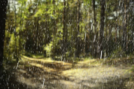 夏季森林景观雨滴抽象背景湿润公园图片