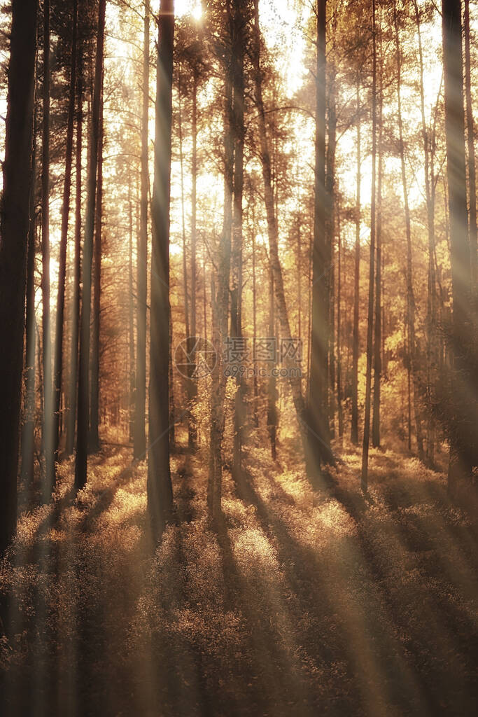 秋天的针叶林景观秋天黄林的抽象景观图片