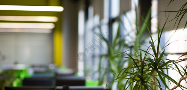 室内树植办公室内长绿树或模糊背景的灌图片