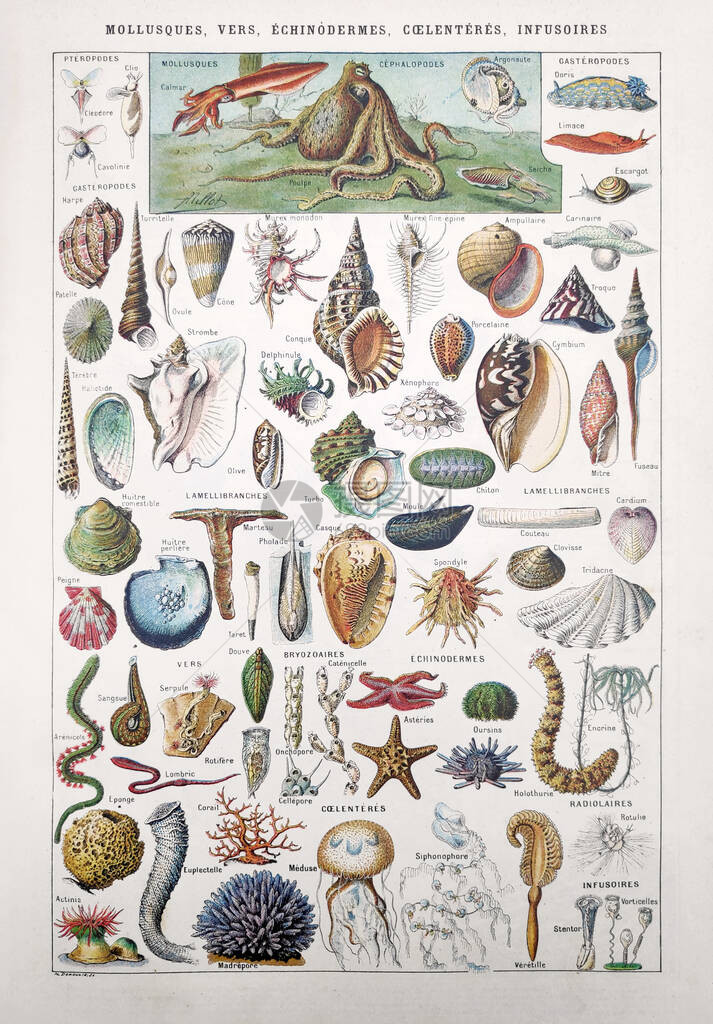 MillotDemoulin于1889年在法国词典Dictionnairecompletillustre中关于海洋生物图片