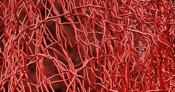 肠出血性许多小毛细血管从大血管中分支出来设计图片