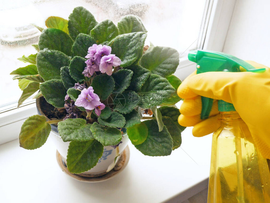 在家里的窗户和浇水植物的花盆里盛开的紫罗兰苦苣苔科紫罗兰图片