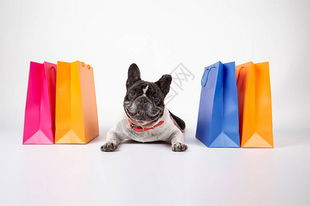 法国斗牛犬躺在白色背景上购物商场里有购物袋和销售袋还图片