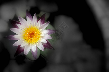莲花的抽象白睡莲花有黑白背景图片