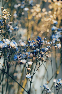 草甸花关闭博客海报卡片网页设计的美丽自然背景图片