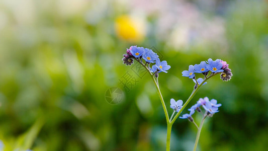 蓝色的花朵请不要忘记我夏天或春季背图片