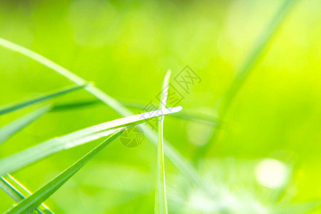 自然抽象的柔软绿色生态阳光明媚的背景图片