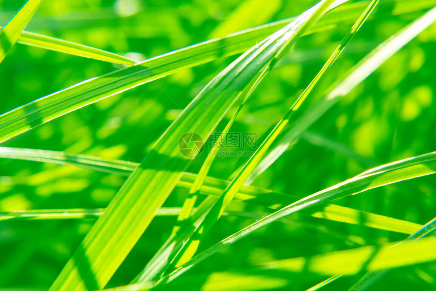 自然抽象的柔软绿色生态阳光明媚的背景图片