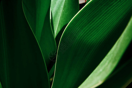 绿色热带植物特写抽象自然花卉背景选择焦点图片