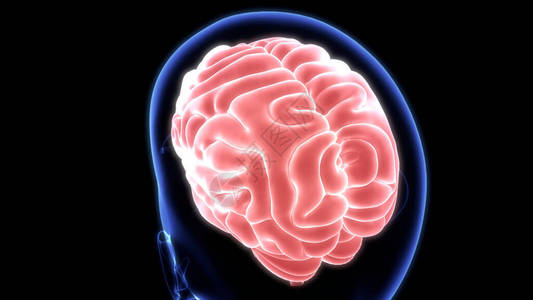 人类神经系统大脑中央图片