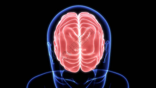 人类神经系统大脑中央图片