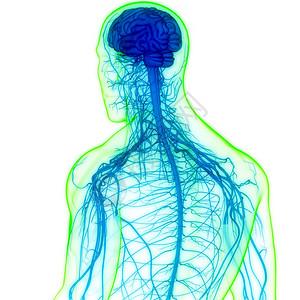 缺血性人类神经系统大脑中央设计图片