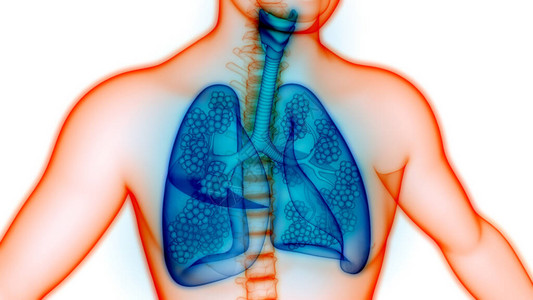 肺纤维化Alveoli解剖术的人类呼吸插画