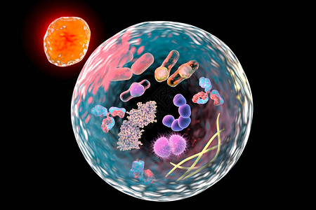 溶酶体细胞自导phagy机制设计图片