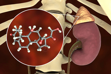 阿尔多斯特酮激素肾上腺生成的矿物类激图片