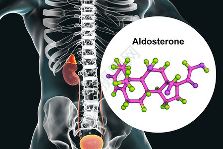 卡比尔多阿尔多斯特酮激素肾上腺生成的矿物类激插画