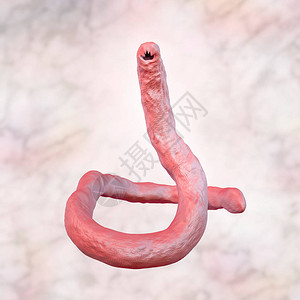 3D插图十二指肠钩虫可感染人类狗和猫图片