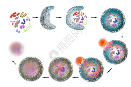 溶酶体细胞自闭式脑功能发律机制插画