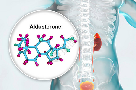 阿尔多斯特酮激素肾上腺生成的矿物类激背景图片
