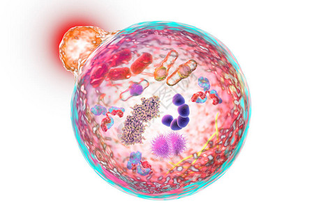 溶酶体细胞自导phag机制设计图片