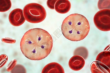 红血细胞中的婴儿寄生虫图片