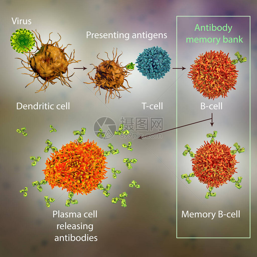 防免疫机制三维图图片