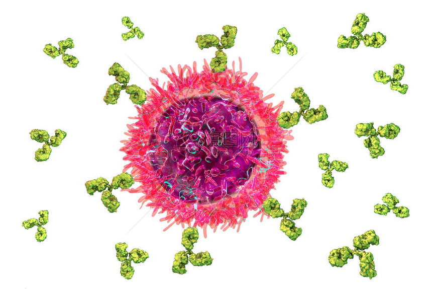 细胞和抗体3D插图免疫原则图片
