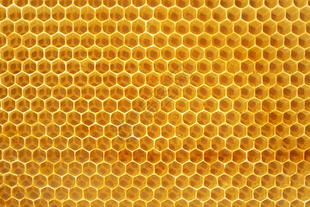 蜜蜂特写的蜂窝图片