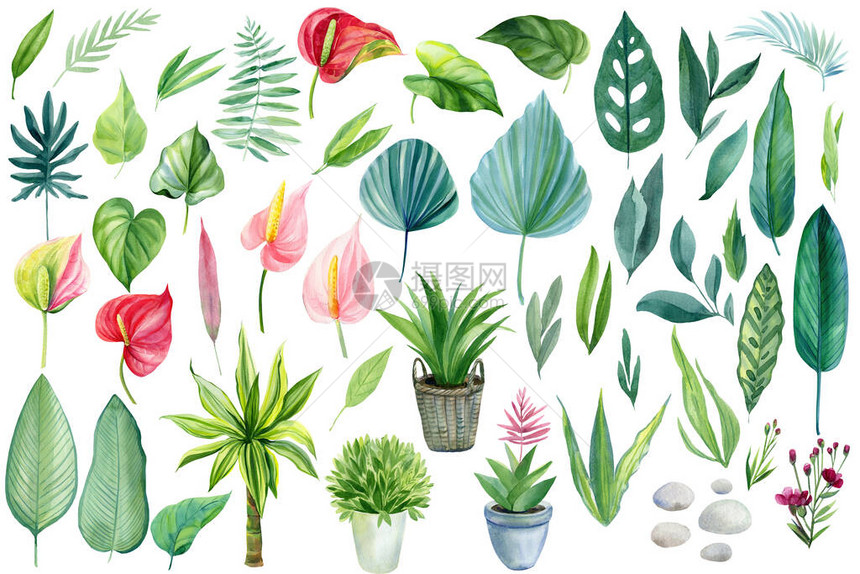 高品质插图热带植物树叶花卉水彩波西米亚风插图植物图片