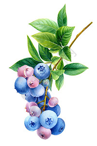 浆果蓝莓插图水彩植物绘画的分支图片