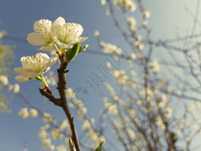 美丽的花春自然抽象背景图片